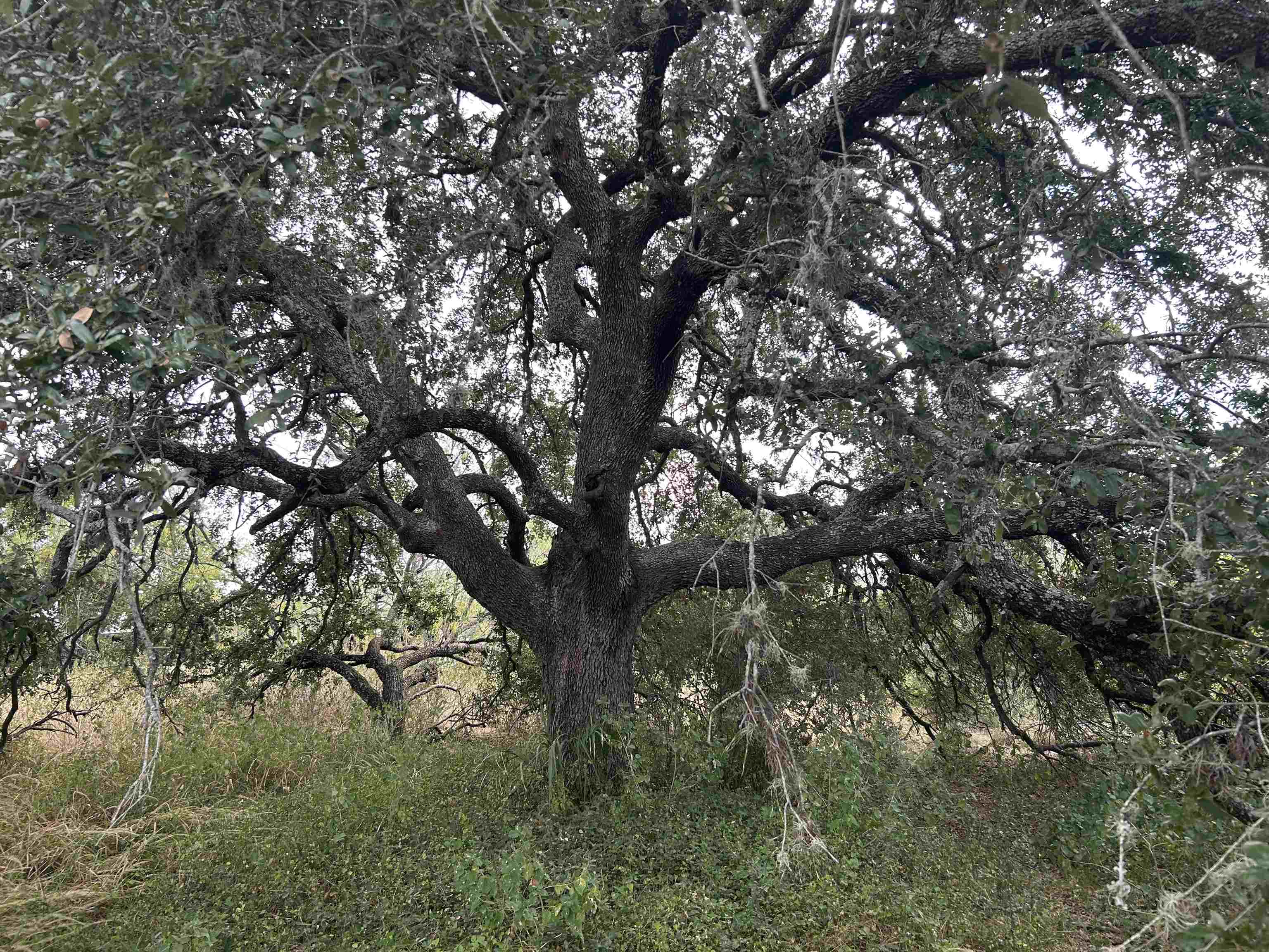 a view of tree