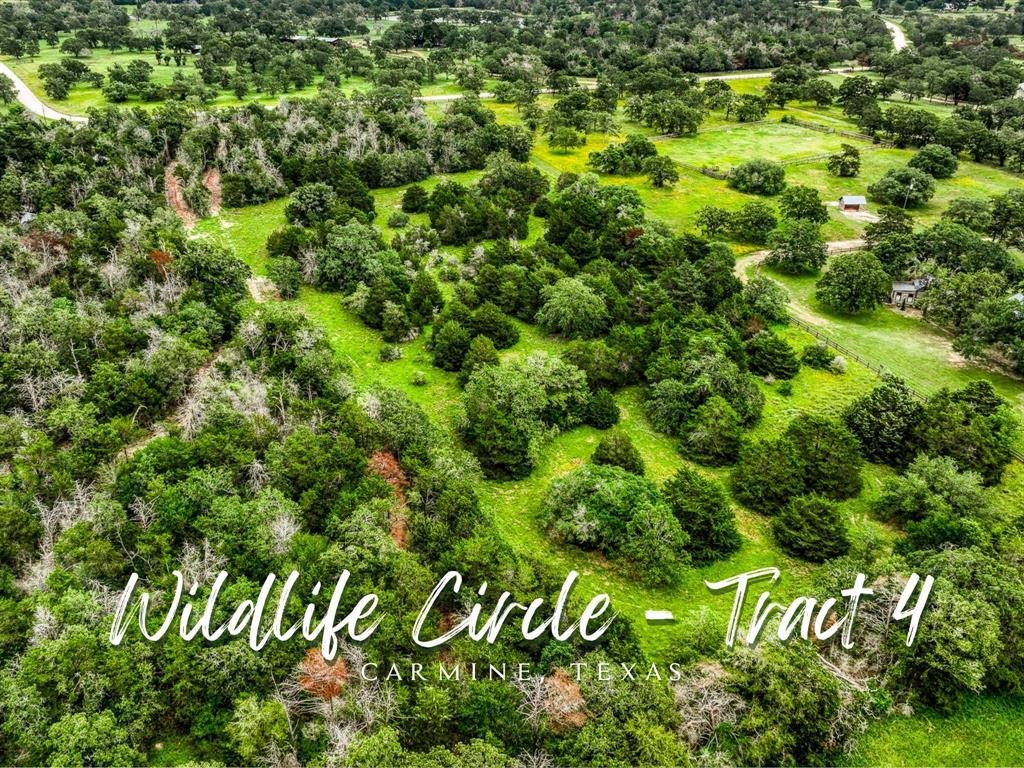 a view of a lush green forest