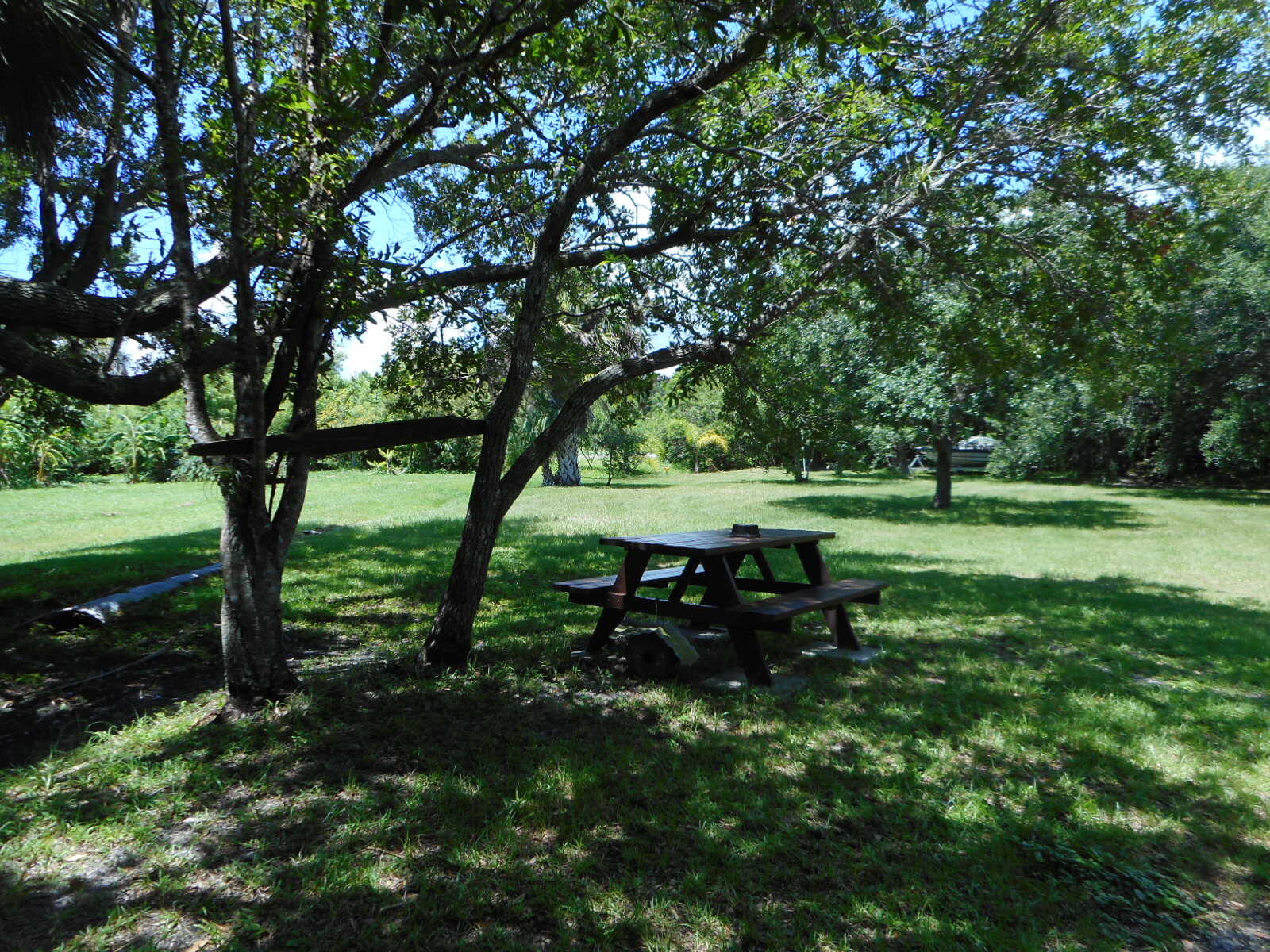 a view of a park with large trees