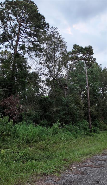 a view of a lush green forest with lots of trees