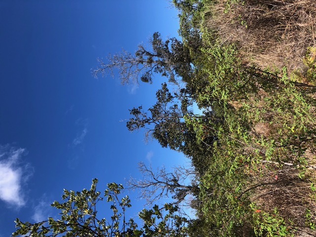 a view of a tree in a yard