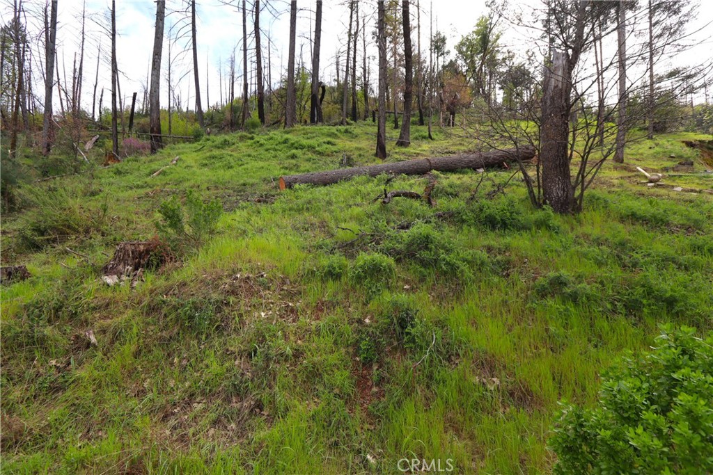 a view of a green field with lots of trees