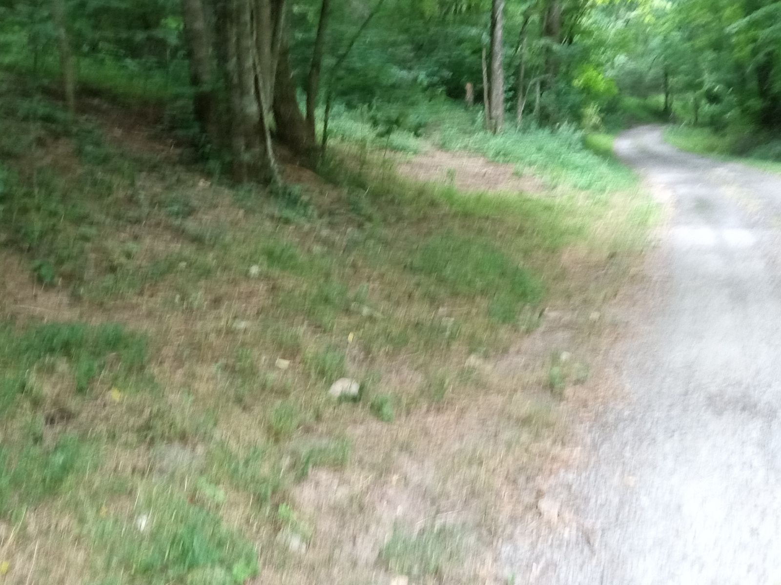 a view of a lush green forest with lots of trees