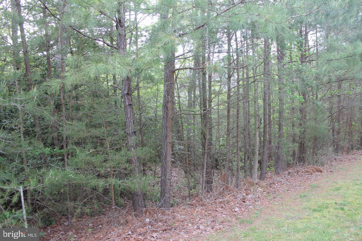 a view of a forest that has large trees