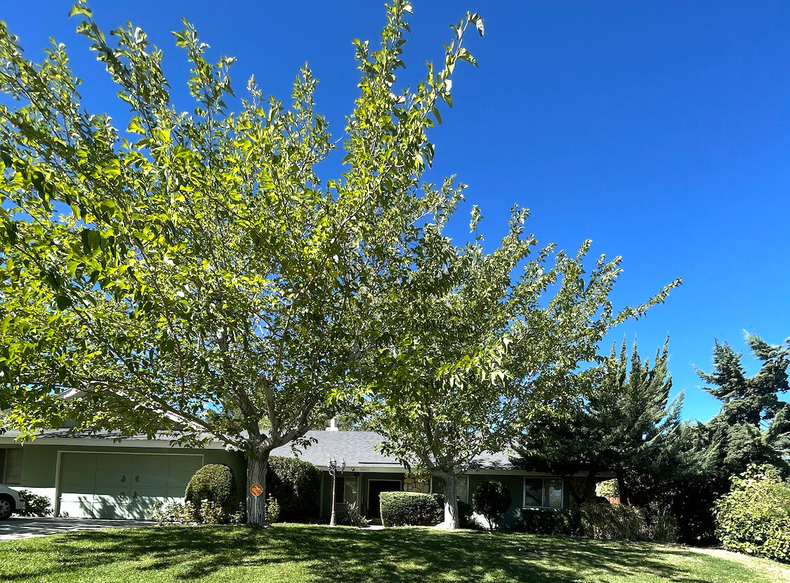 a front view of a building with trees