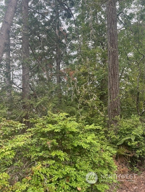 a view of a lush green forest