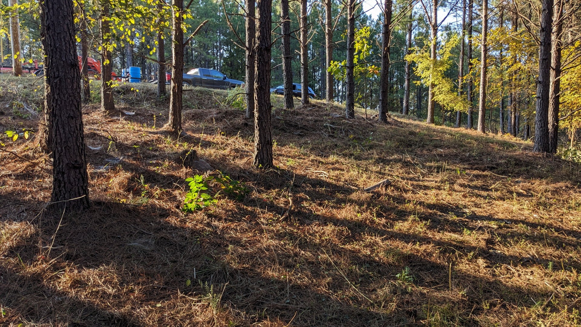 a view of a yard with plants and trees