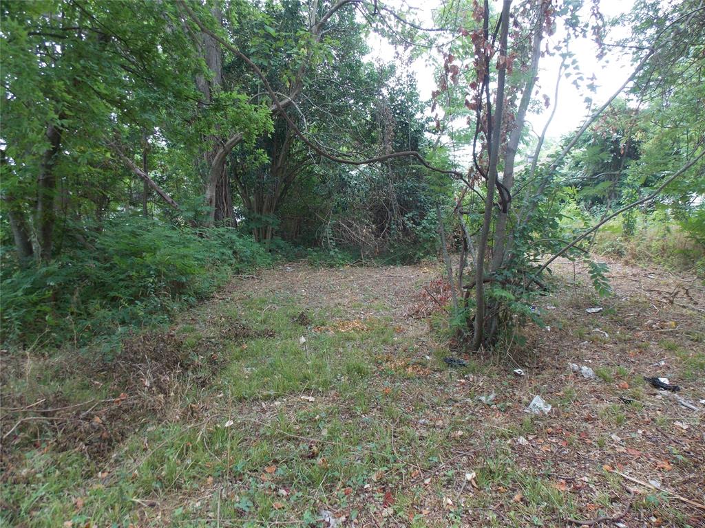 a view of a forest with trees in the background