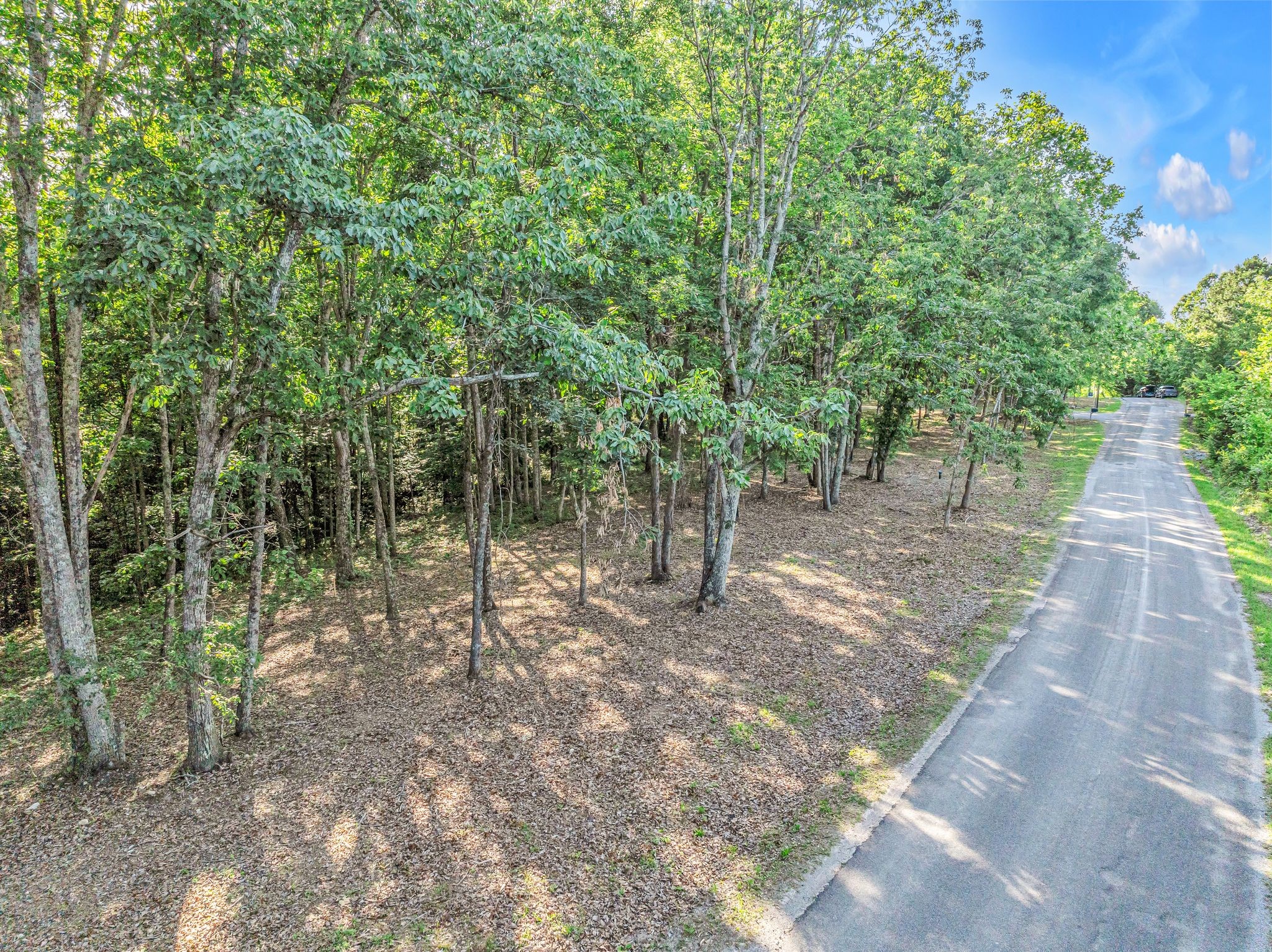 a view of a forest with trees