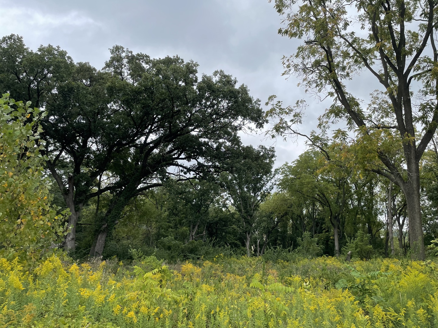 a view of backyard with green space