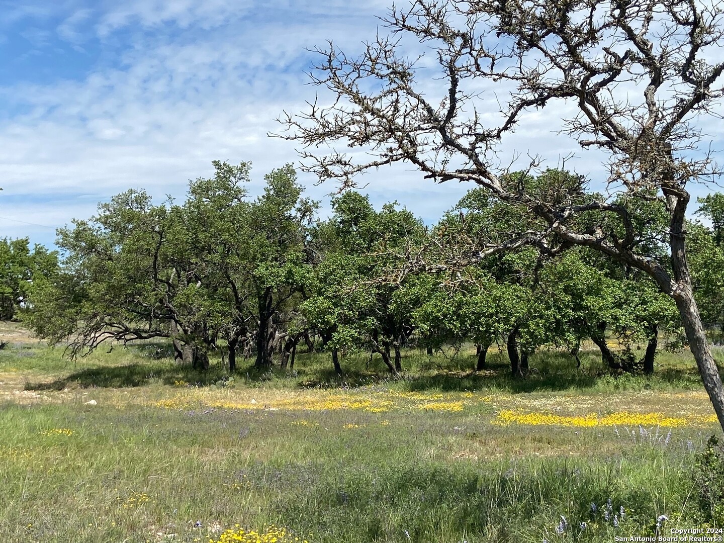 a view of a yard with a tree