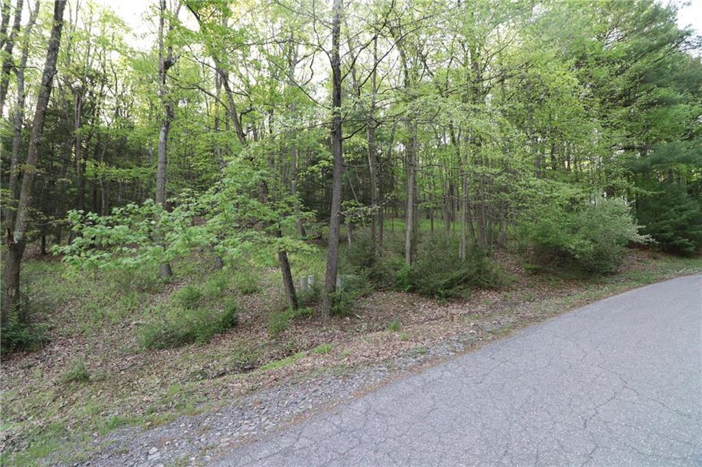 a view of a forest with trees