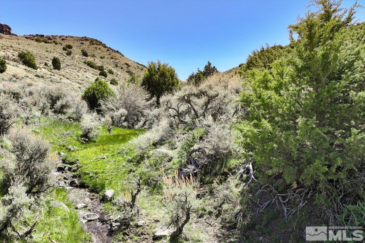 a view of a bunch of trees and bushes