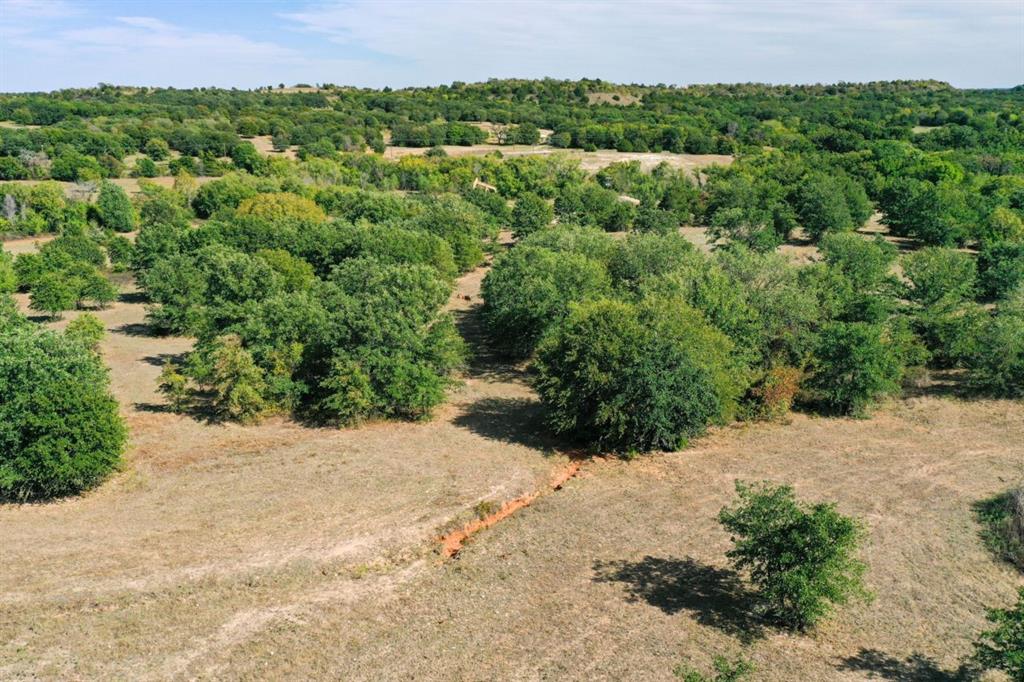 a view of a bunch of trees and bushes