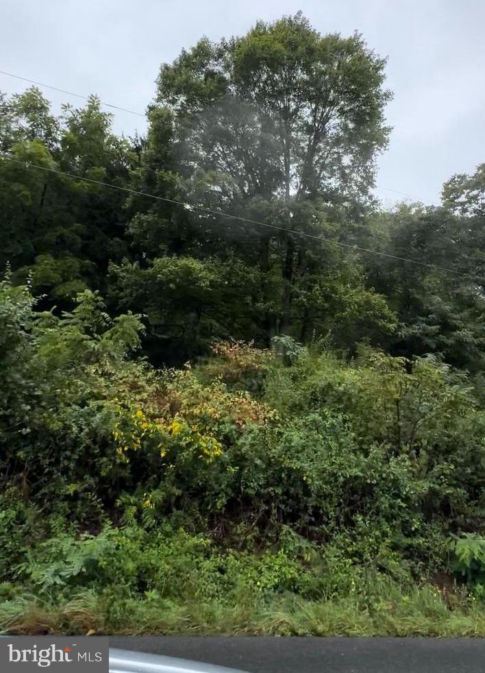 a view of a lush green forest with lots of trees