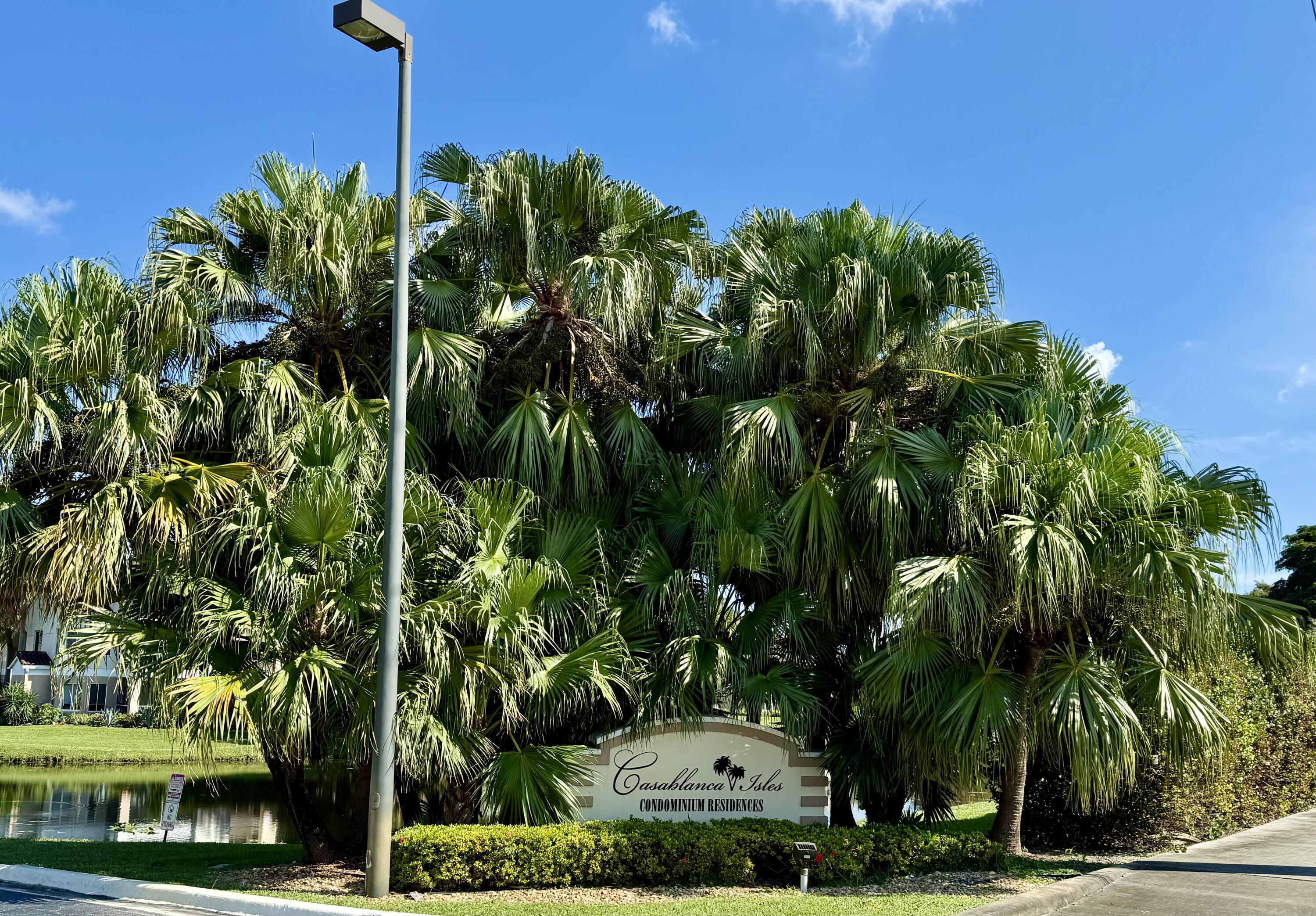 a view of a yard with plants