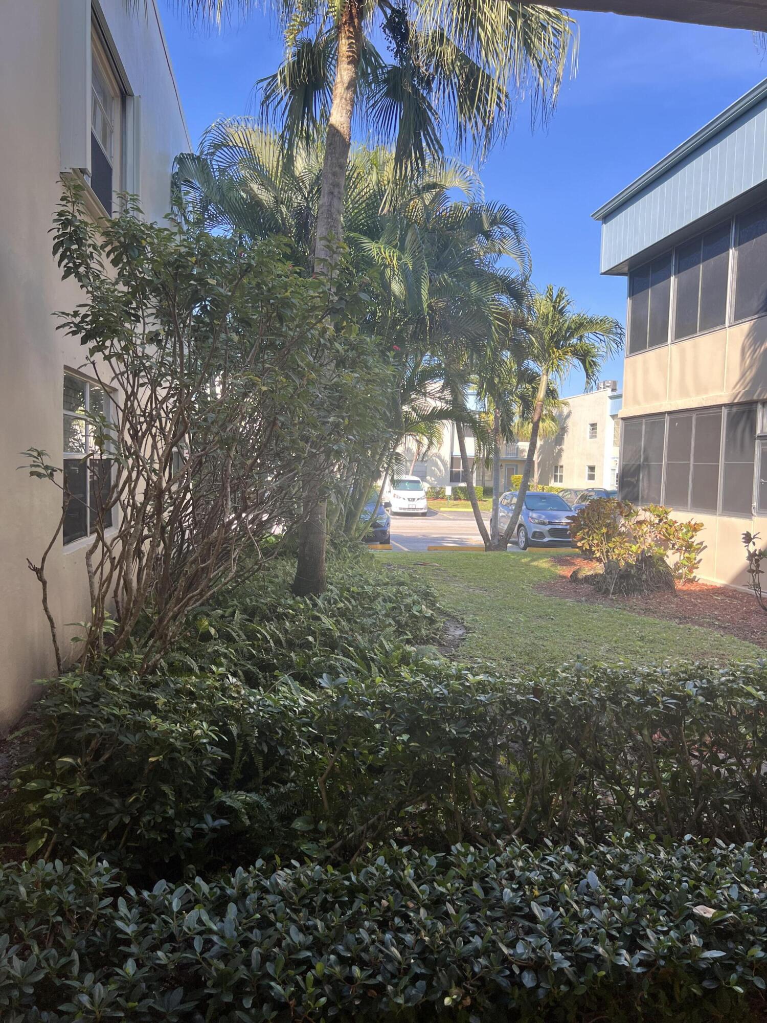 a view of a yard with plants and large trees