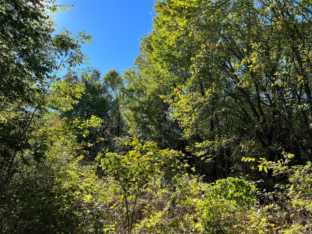 a view of a tree with a tree