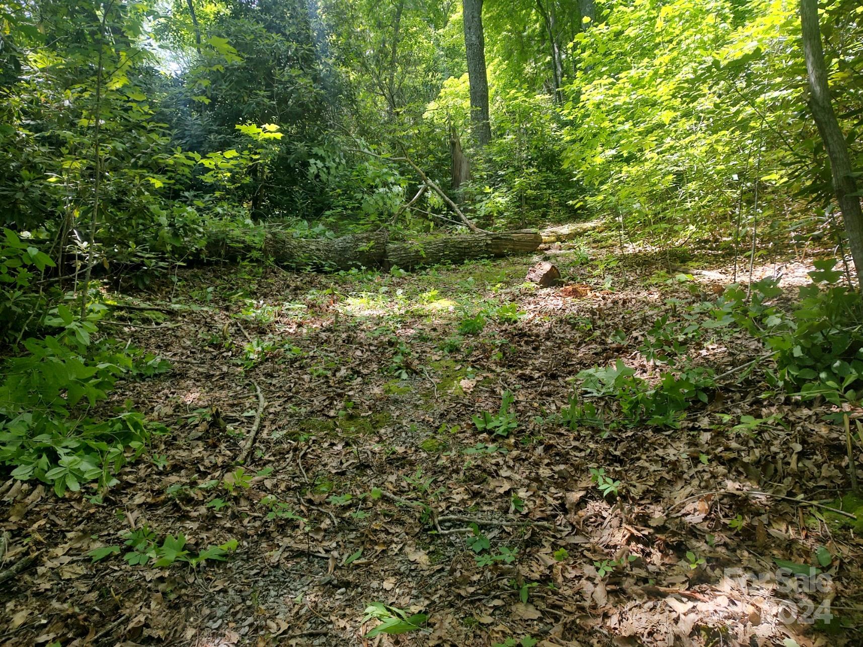 a view of a lush green forest