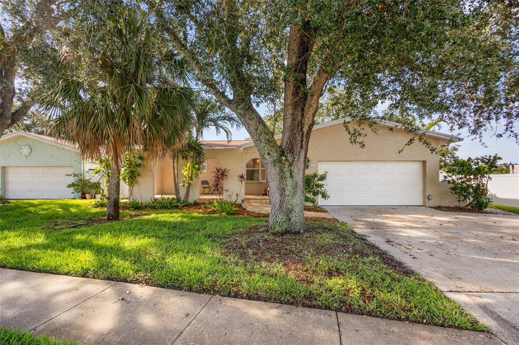 a backyard of a house with plants and large tree