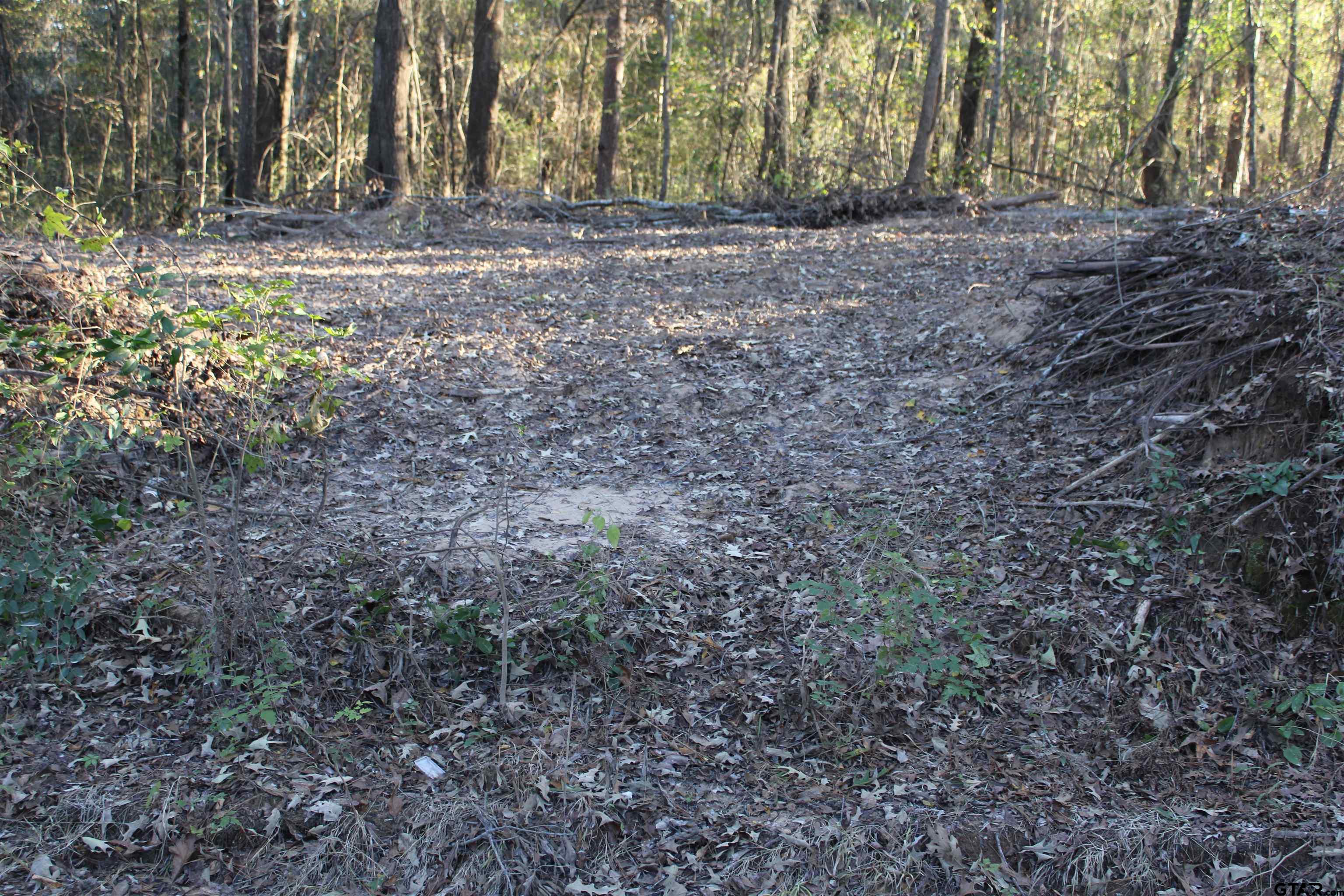 a view of dirt yard with large trees