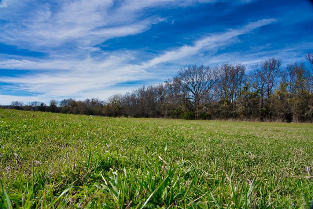 a view of a yard with an tree