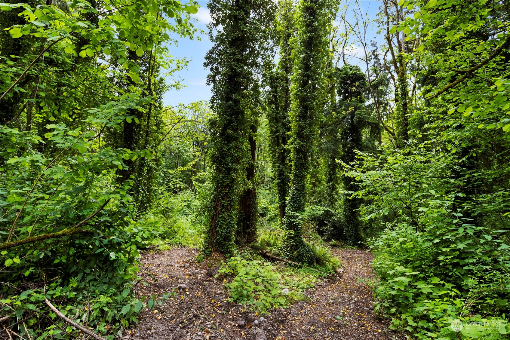 a view of a garden with plants