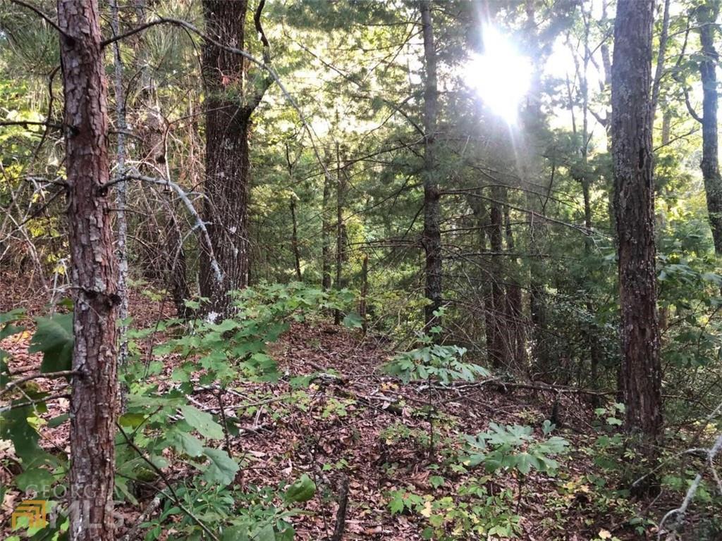 a view of forest