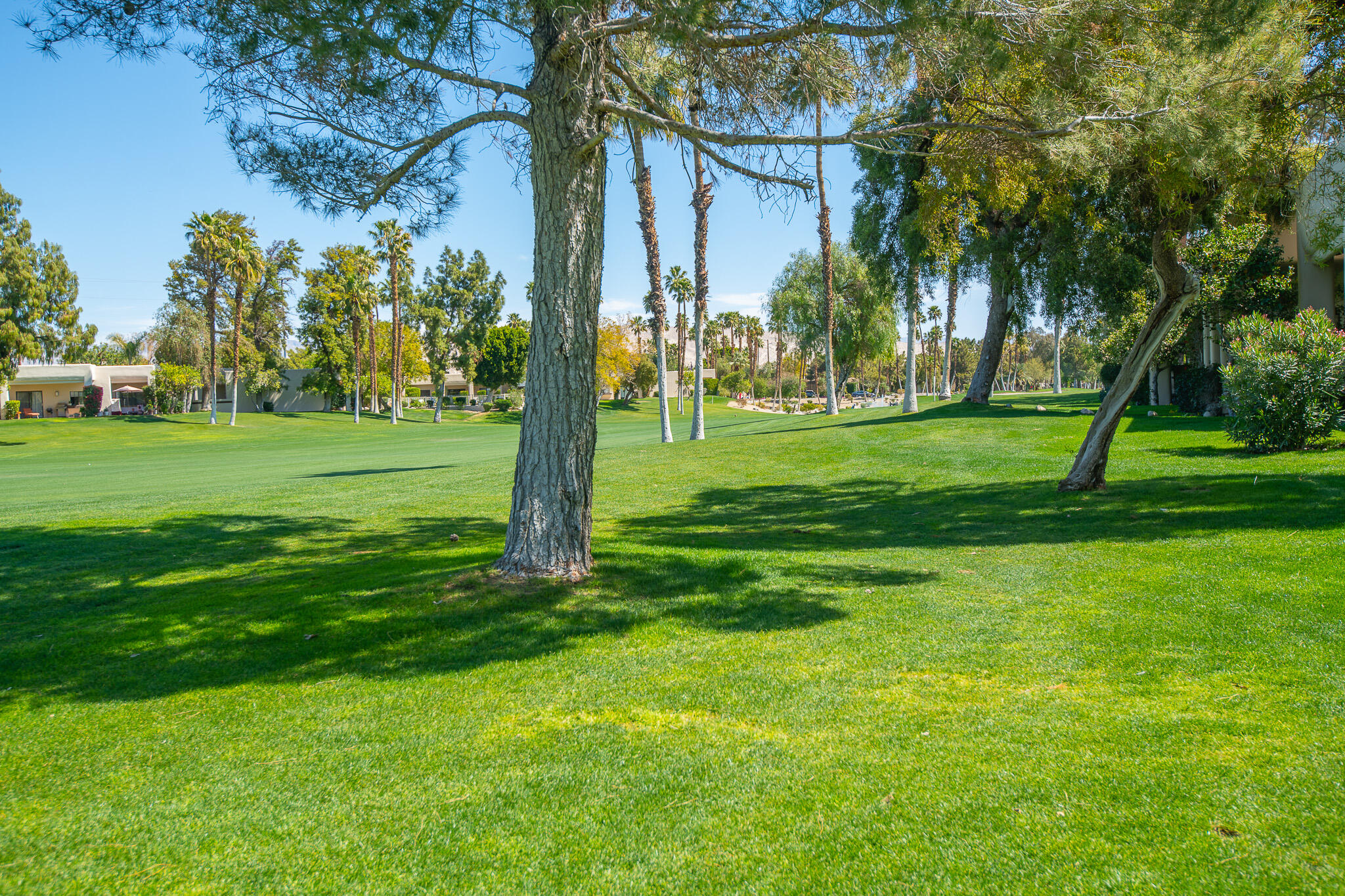 a view of a park with large trees