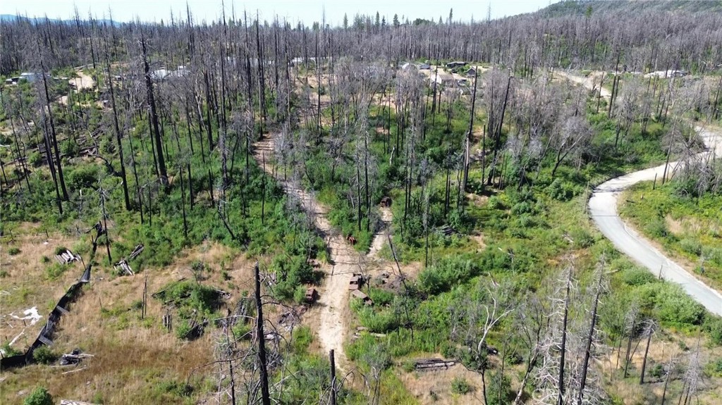 a view of a forest with a forest