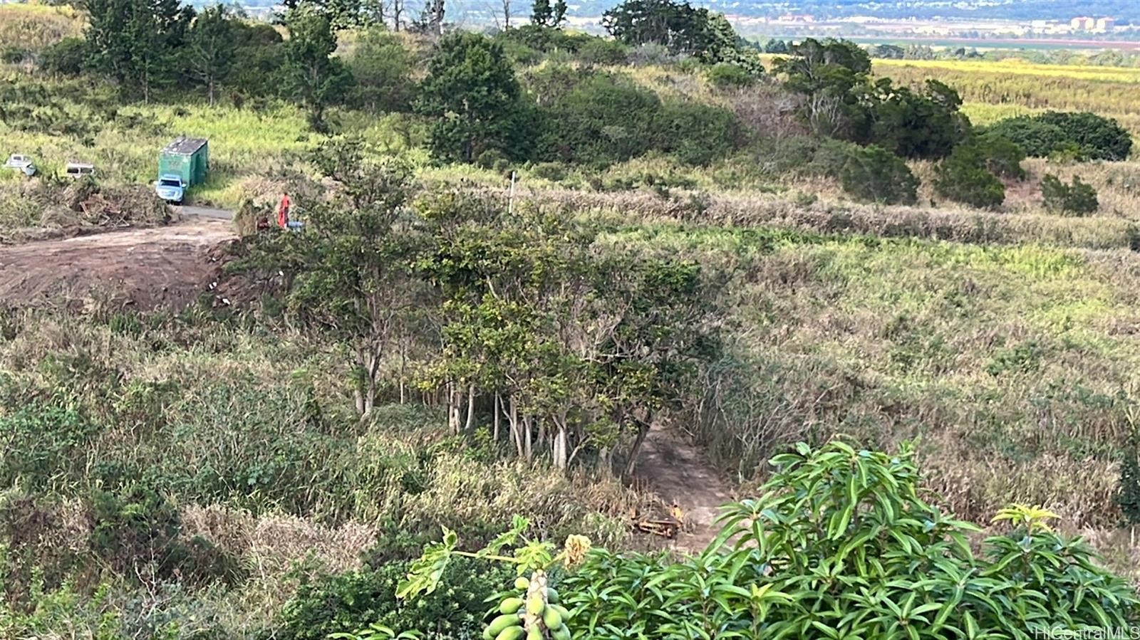 a view of a forest with a tree