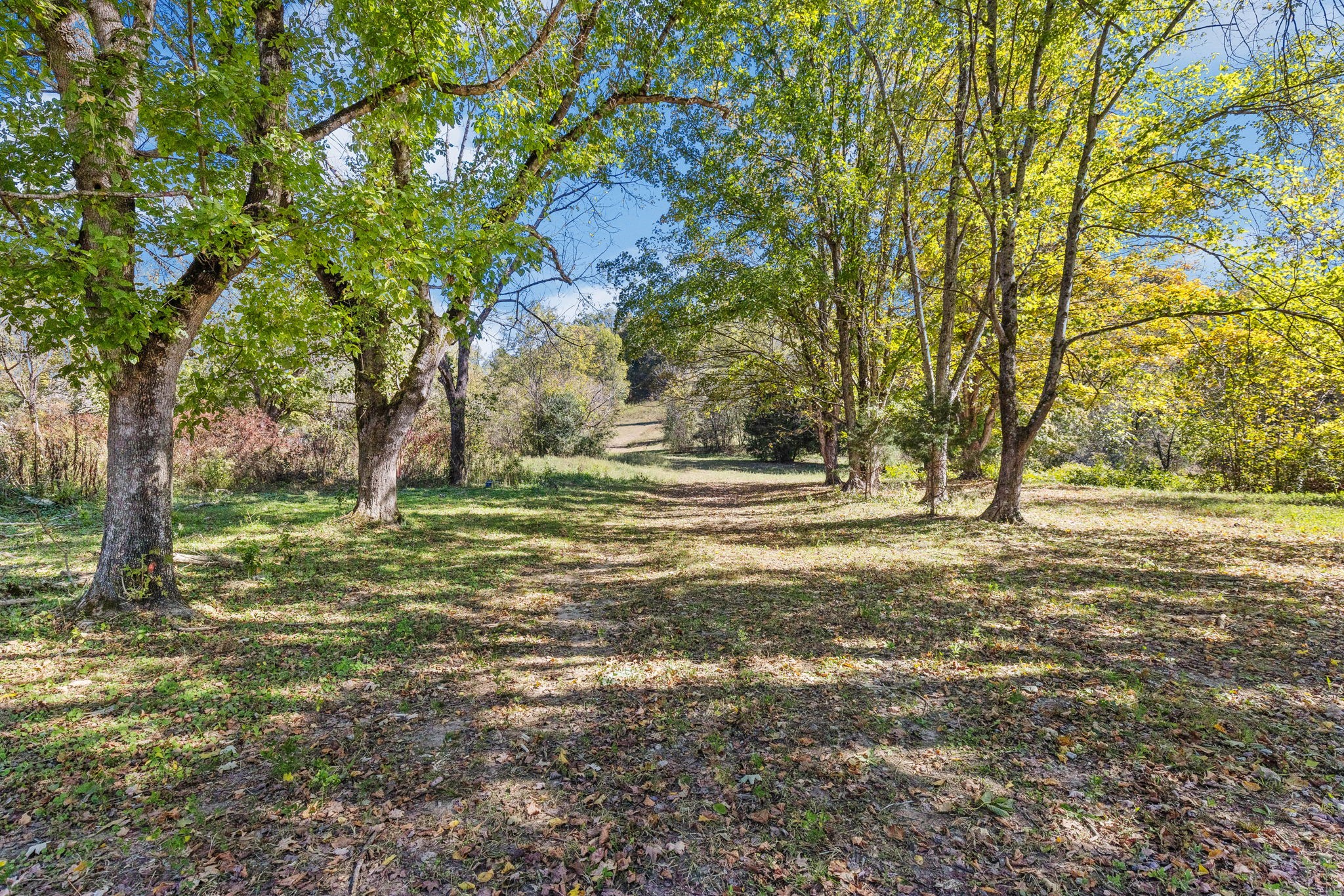 a view of outdoor space with trees