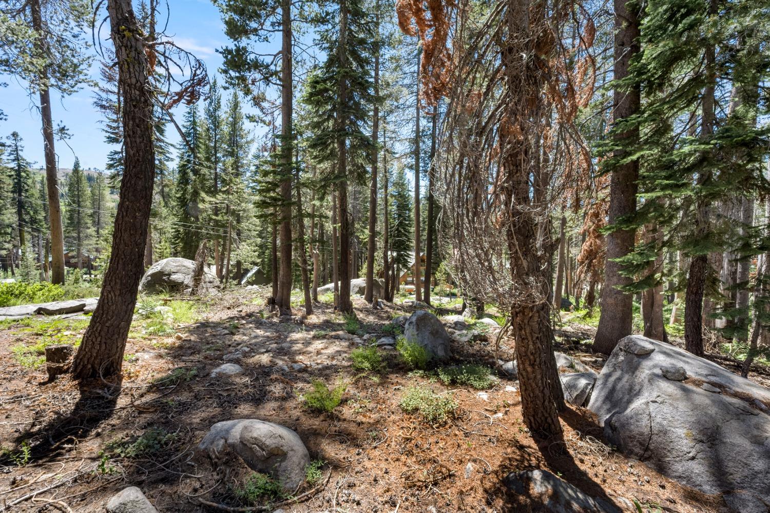 a view of outdoor space with lots of trees