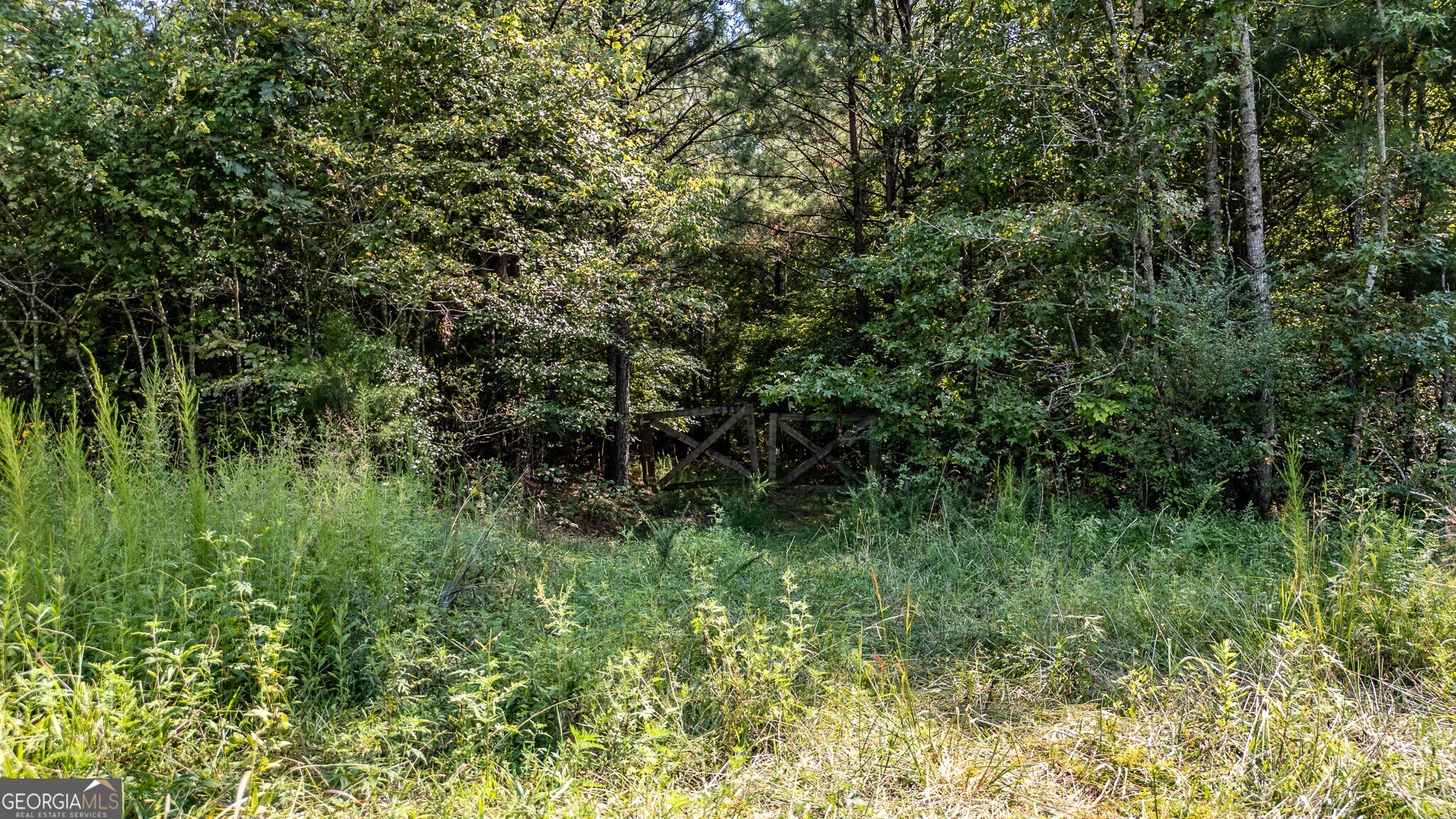 a view of a lush green forest