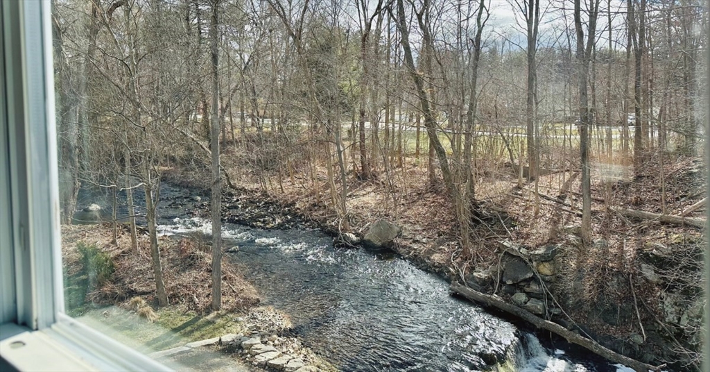 a view of a forest that has a tree