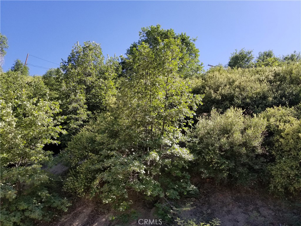 a view of a forest with a houses