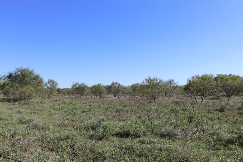 a view of a forest with trees in the background