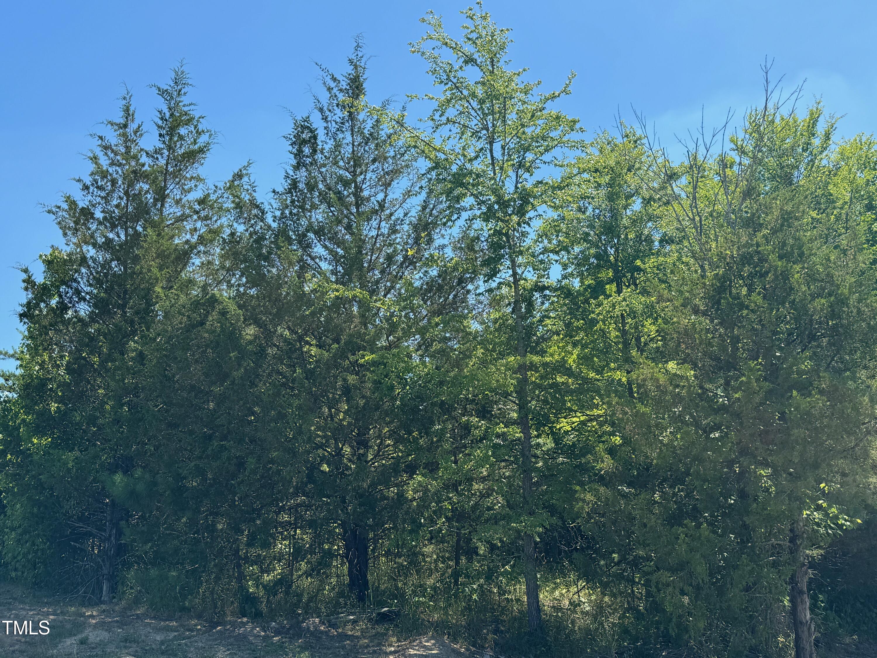 a view of a forest with plants and trees