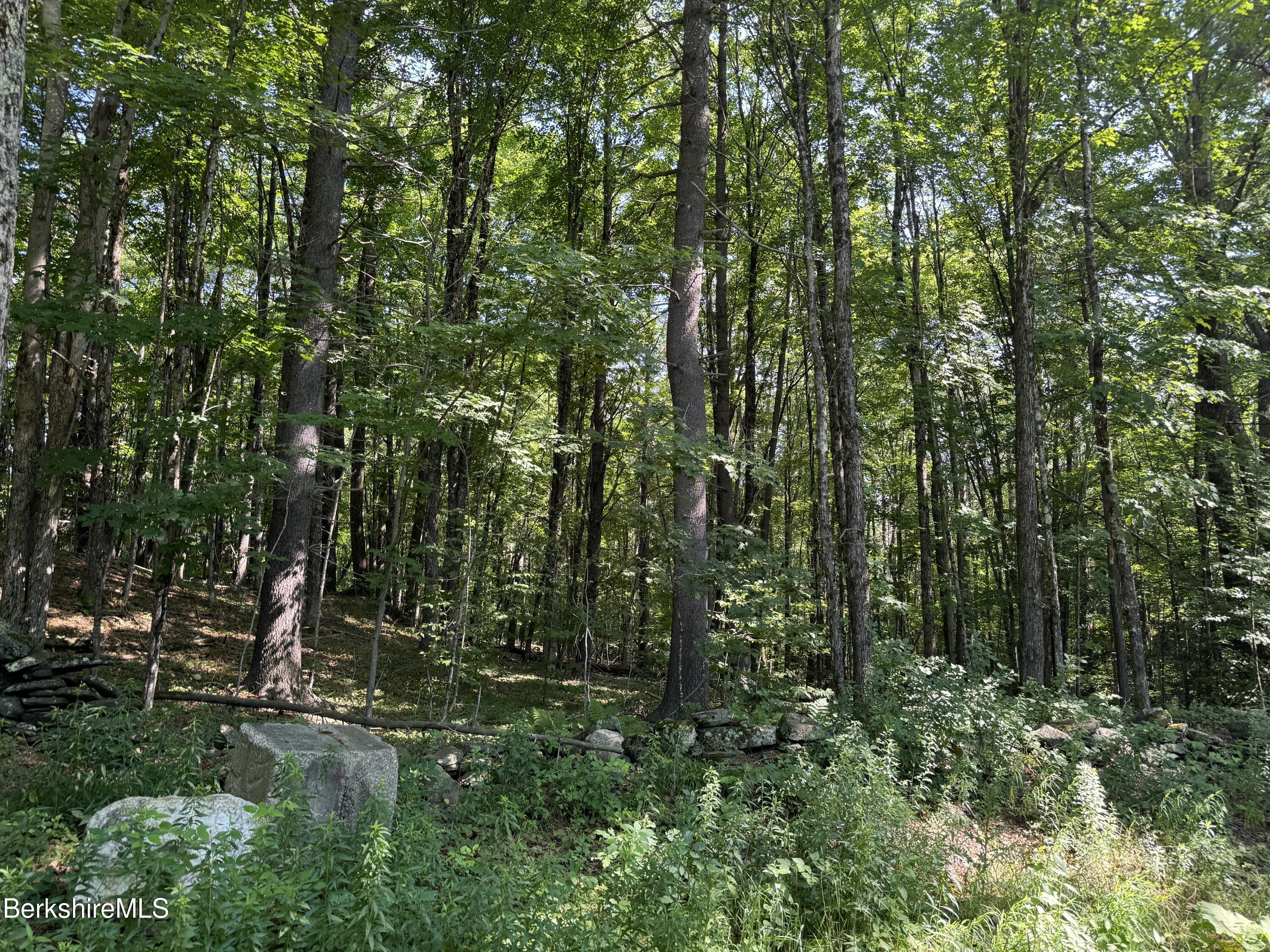 a view of a forest with trees