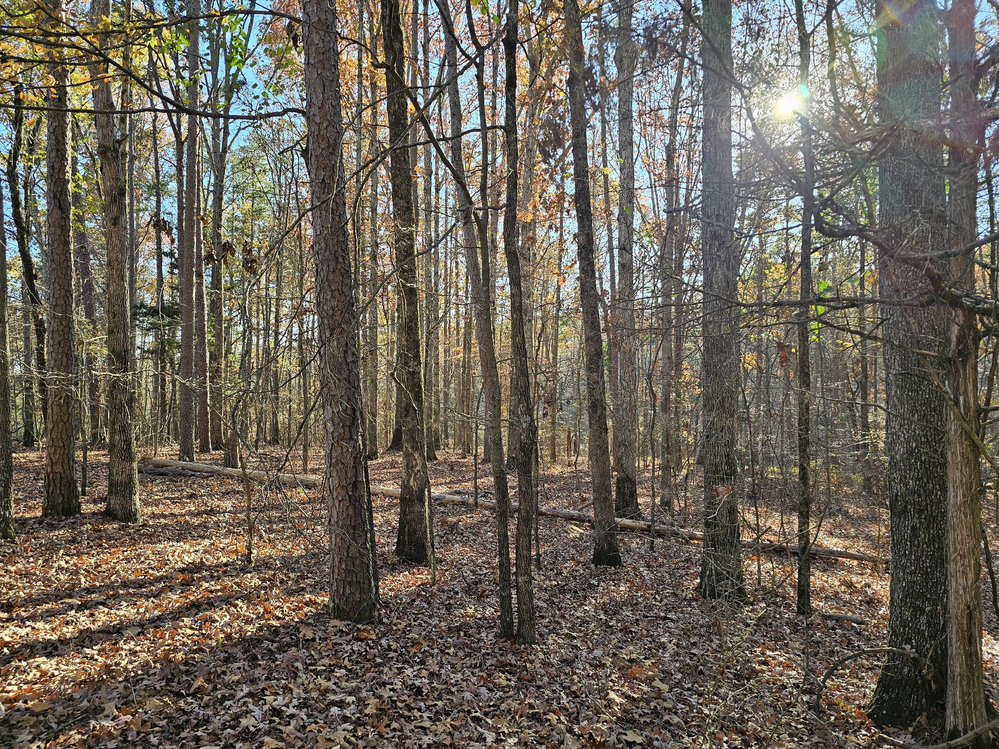 a view of outdoor space with lots of trees