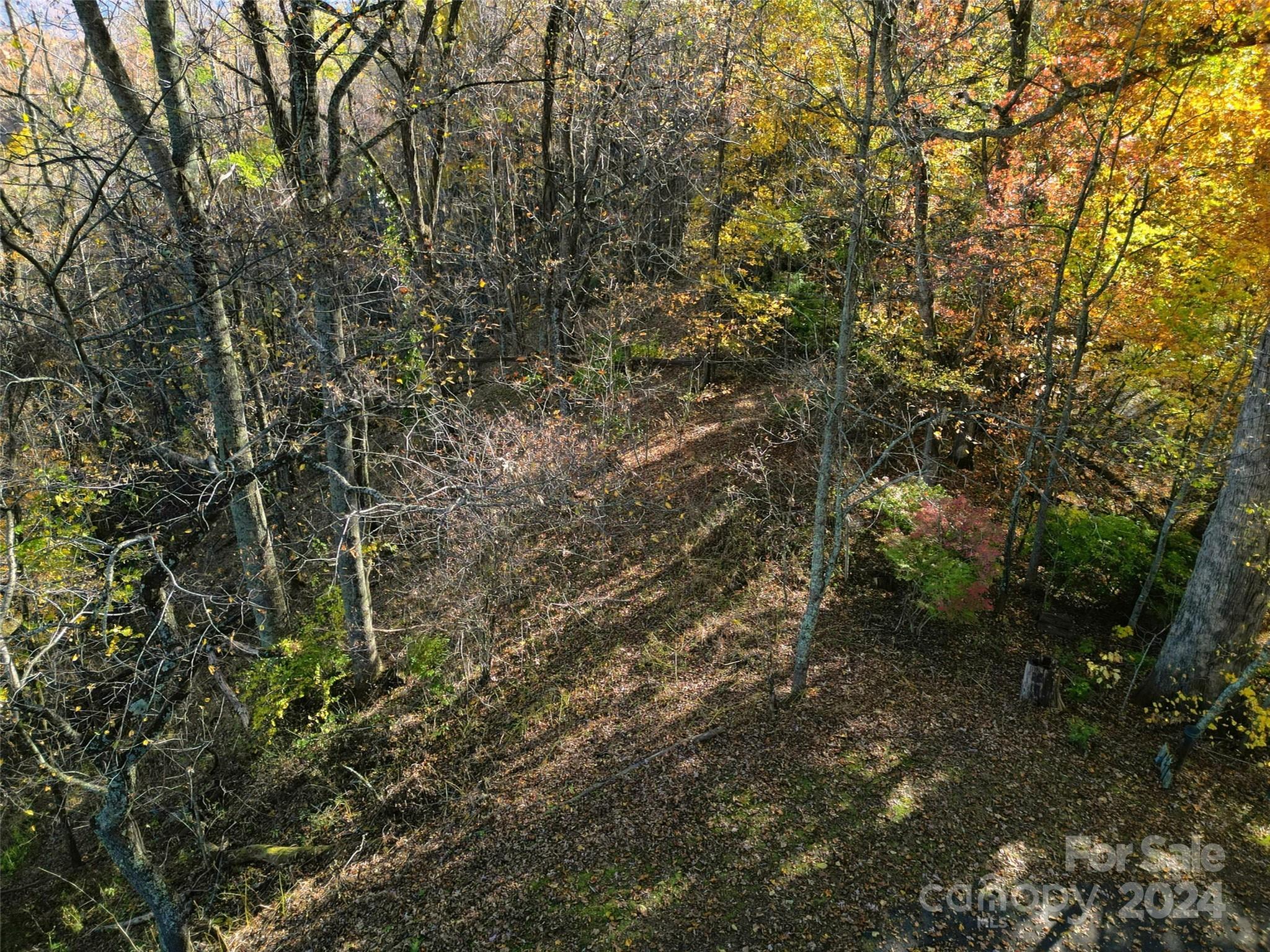 a view of a forest with lots of trees