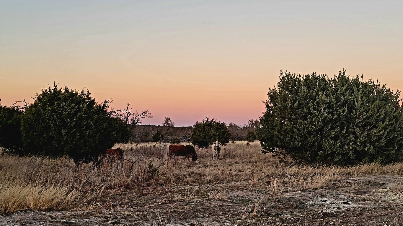 Views and Pond. Exotic deer and antelope wander freely.