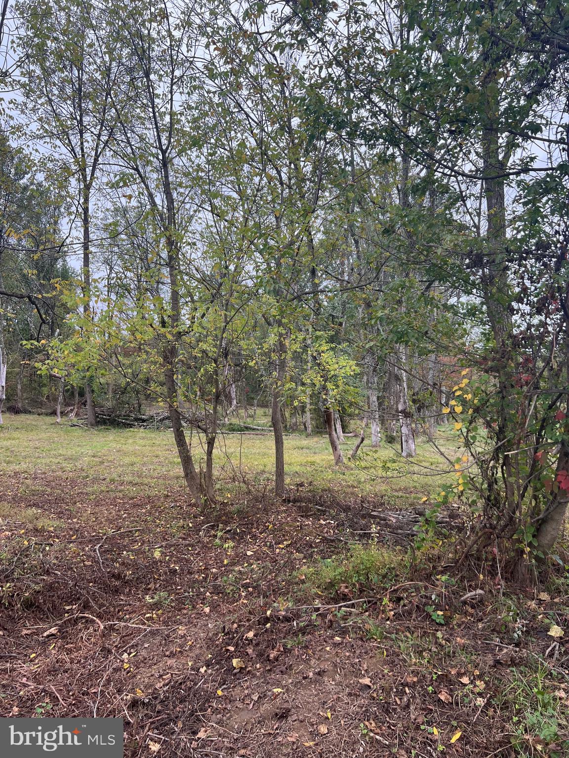 a view of a tree in the middle of a yard