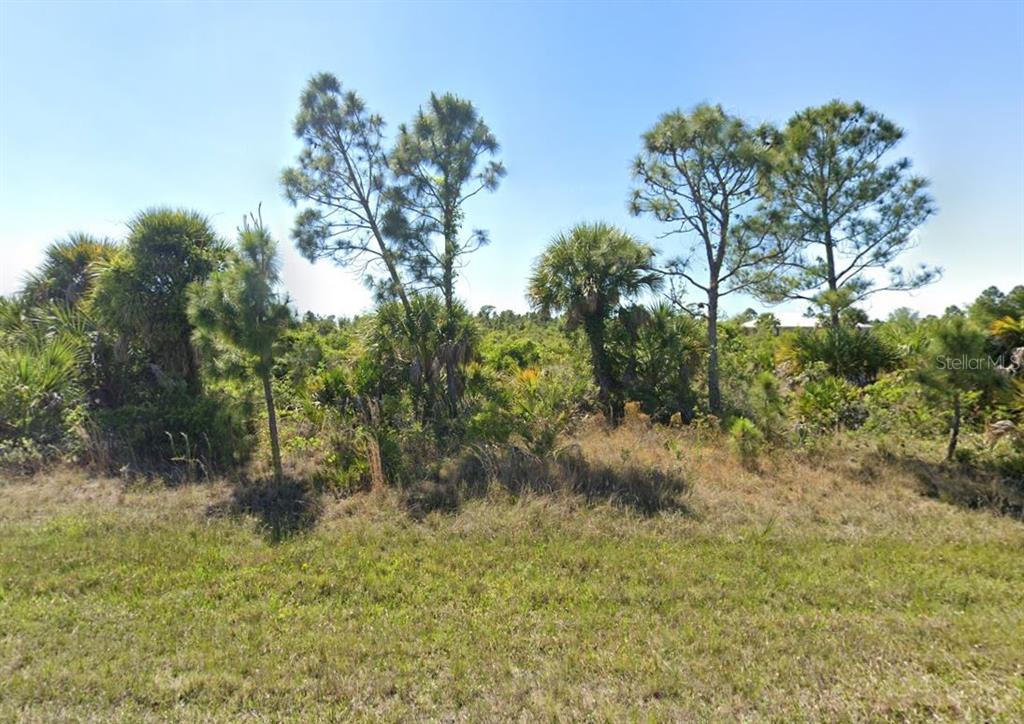 a view of a yard with plants and a tree