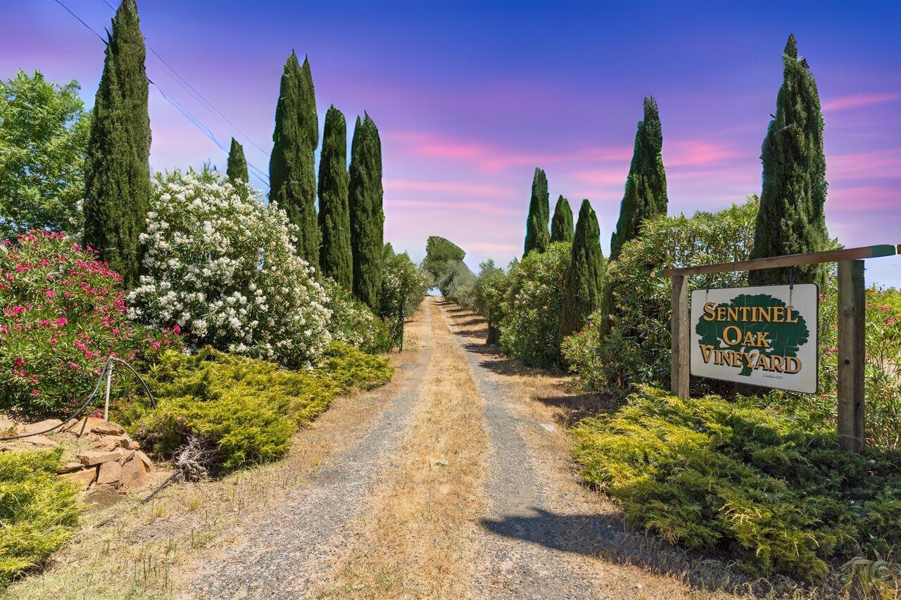 a view of a yard with plants