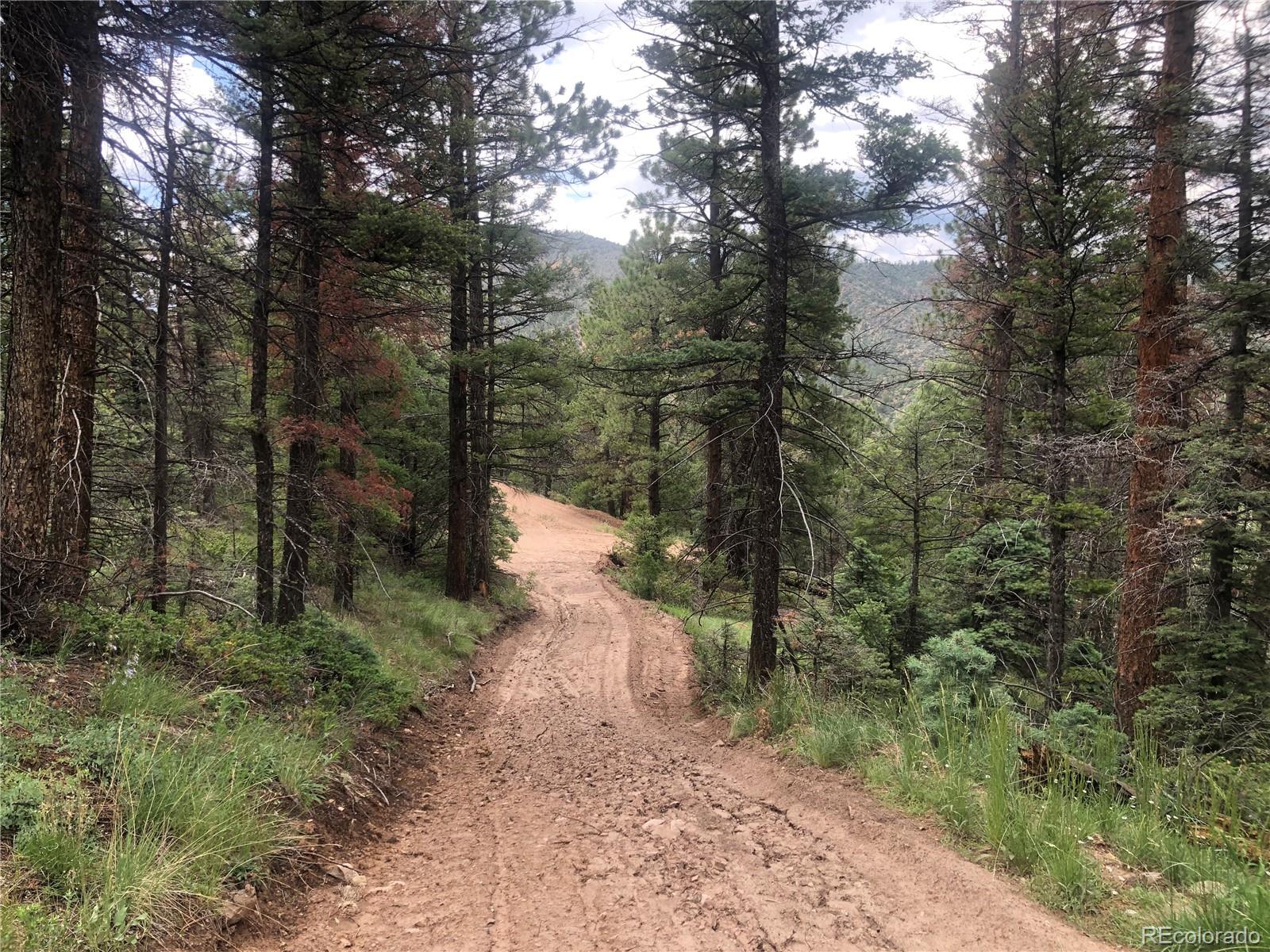 a view of a forest filled with trees