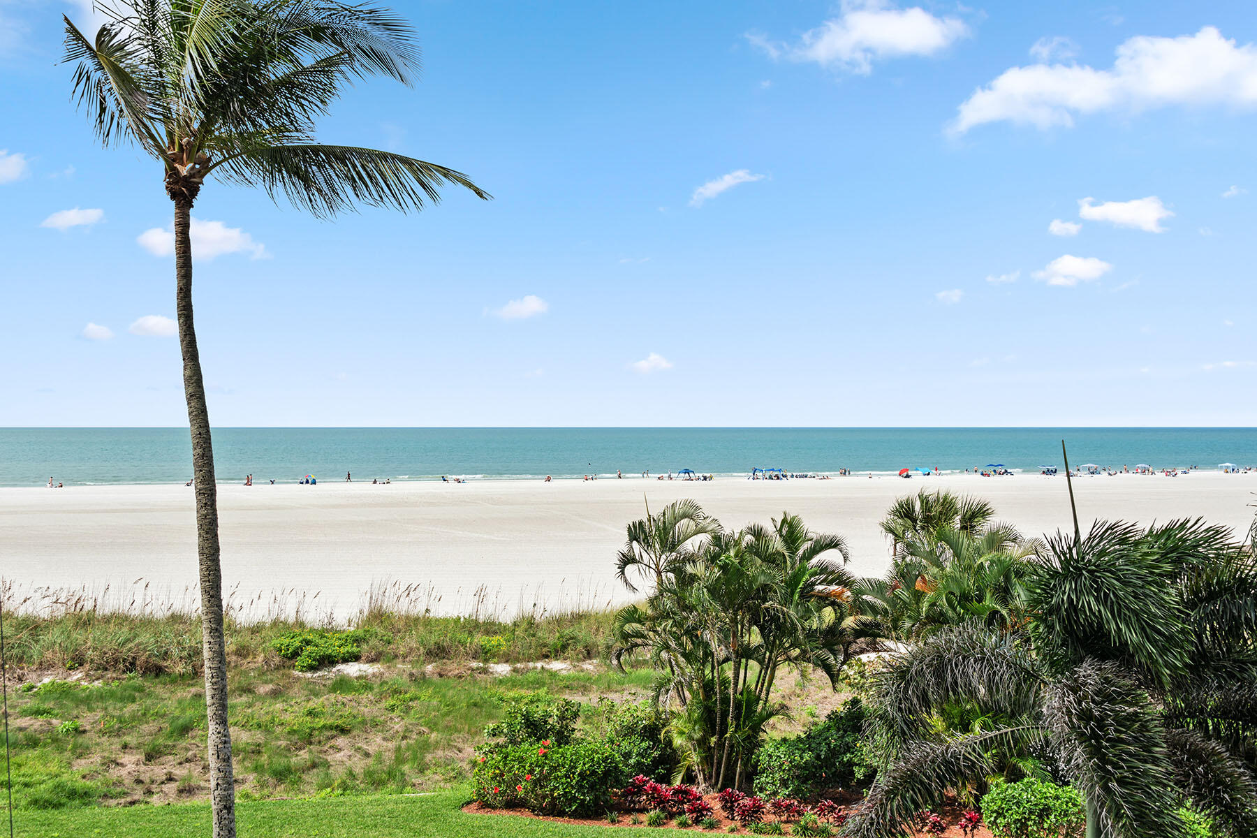 a view of ocean with a palm tree and a lake view