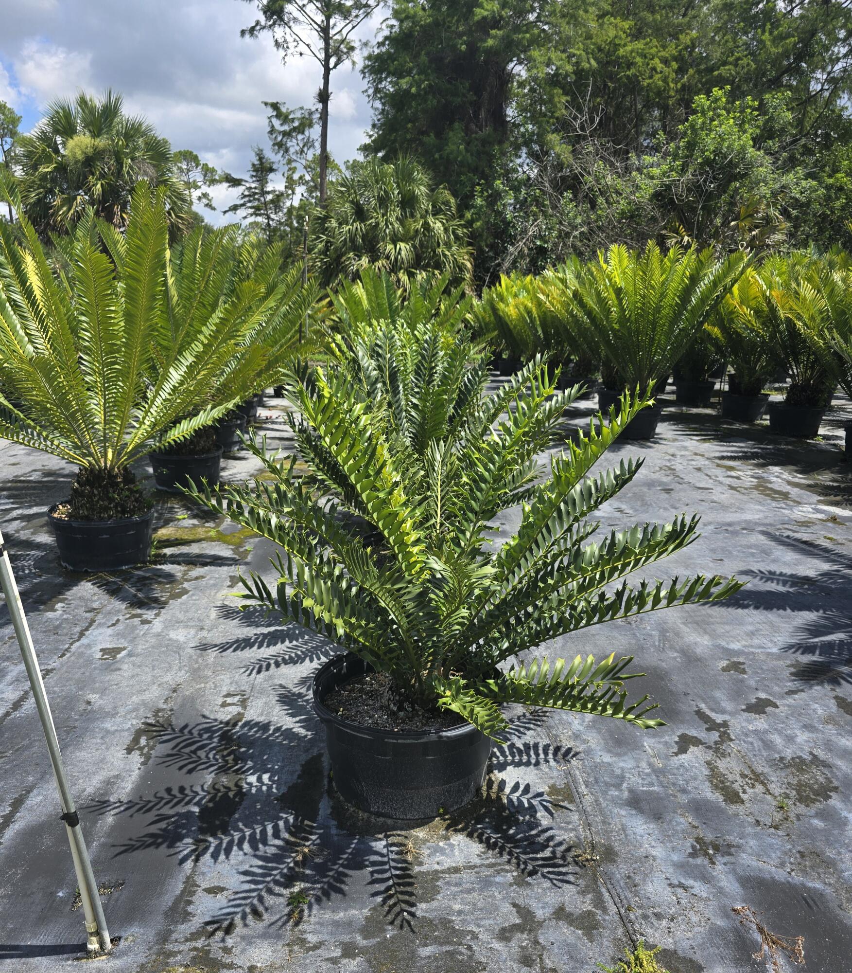 a view of a backyard with plants and trees