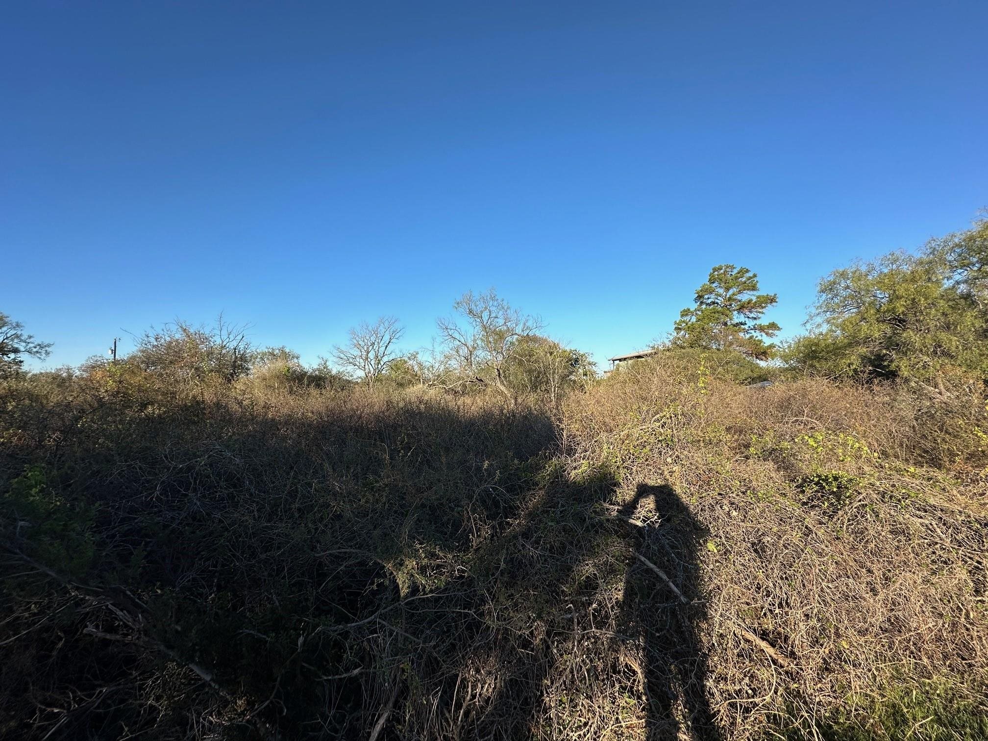 a view of a yard