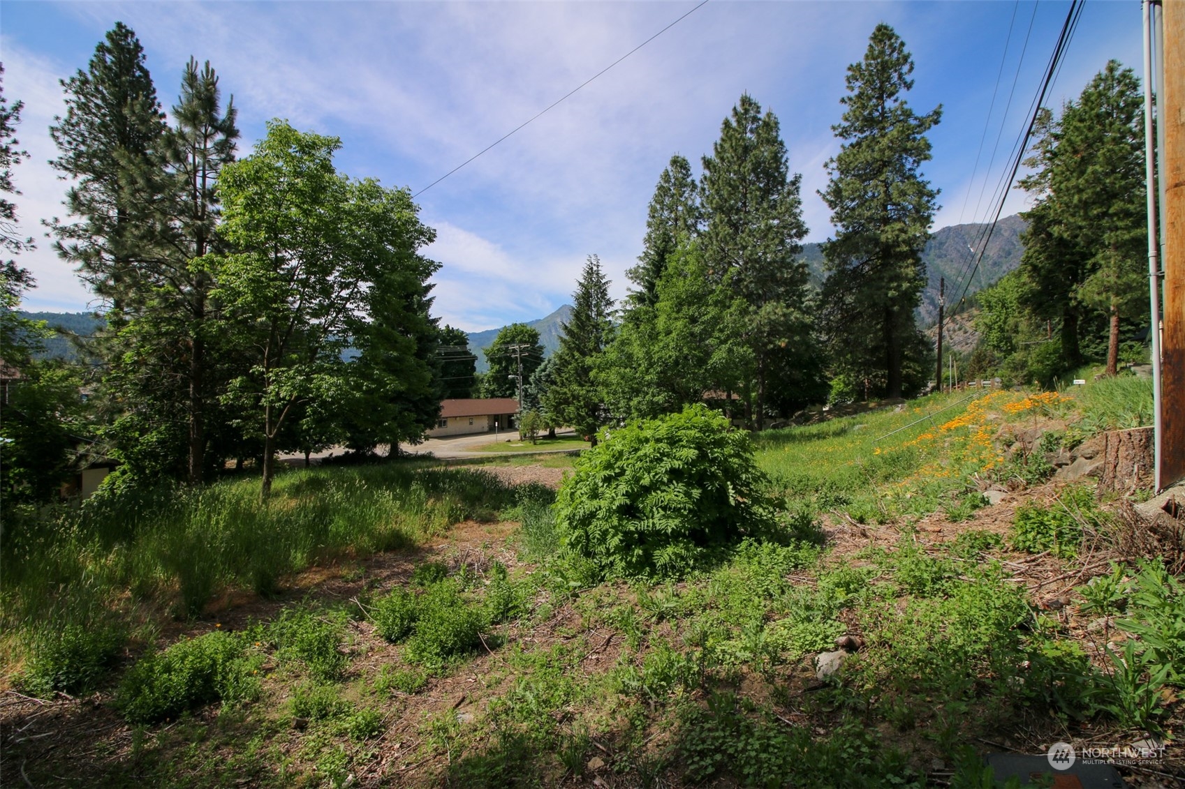 a view of a park that has large trees